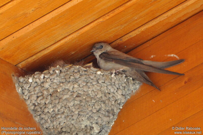 Eurasian Crag Martinadult, Reproduction-nesting