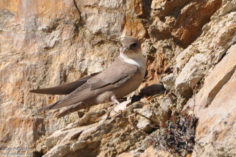 Eurasian Crag Martinadult, identification, Behaviour