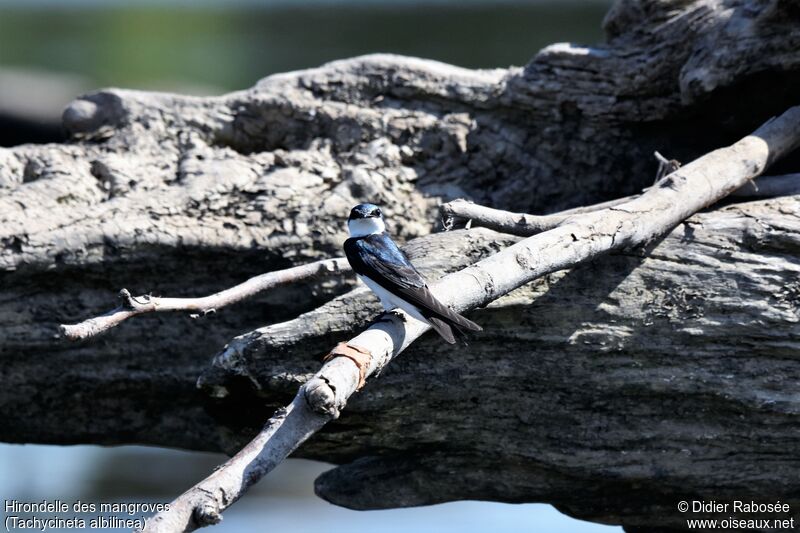 Hirondelle des mangroves