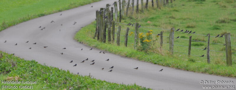 Barn Swallow, Behaviour