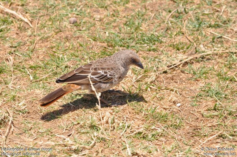 Rufous-tailed Weaveradult