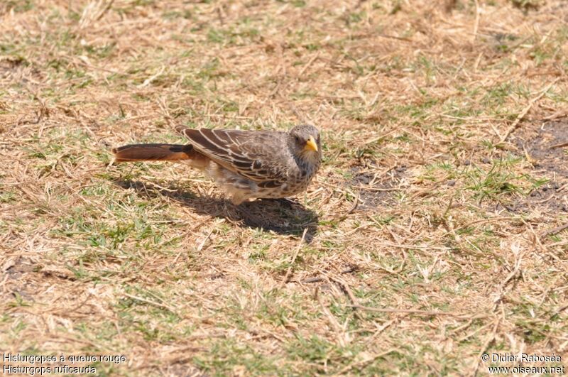 Rufous-tailed Weaverjuvenile