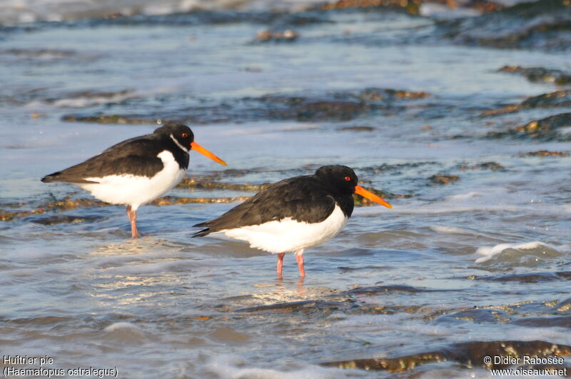 Eurasian Oystercatcher