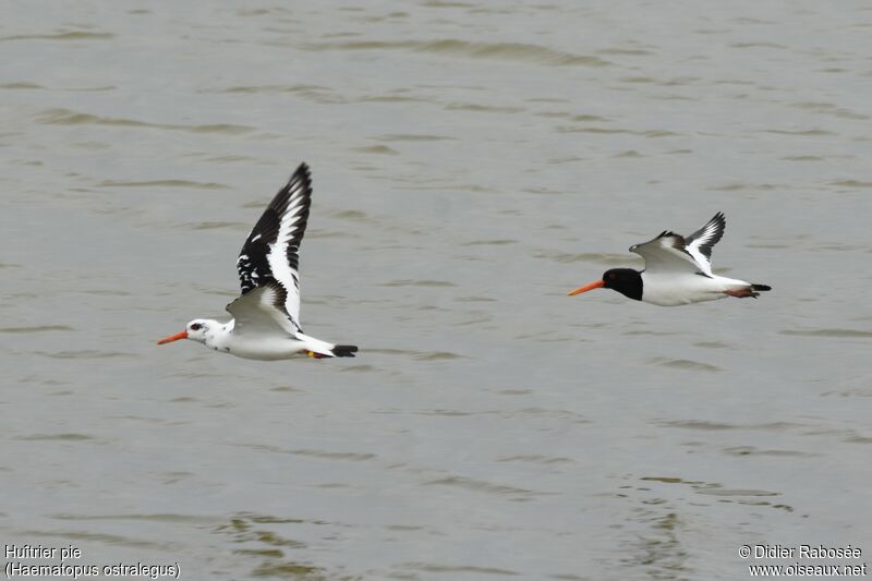 Eurasian Oystercatcher, pigmentation