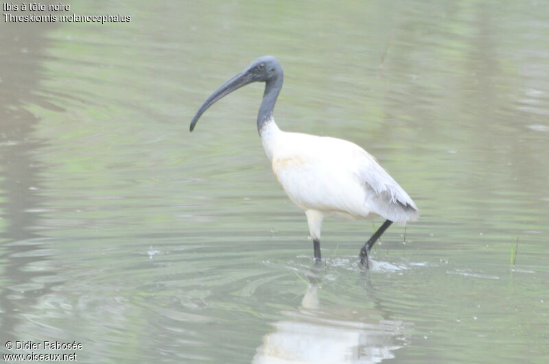 Black-headed Ibis