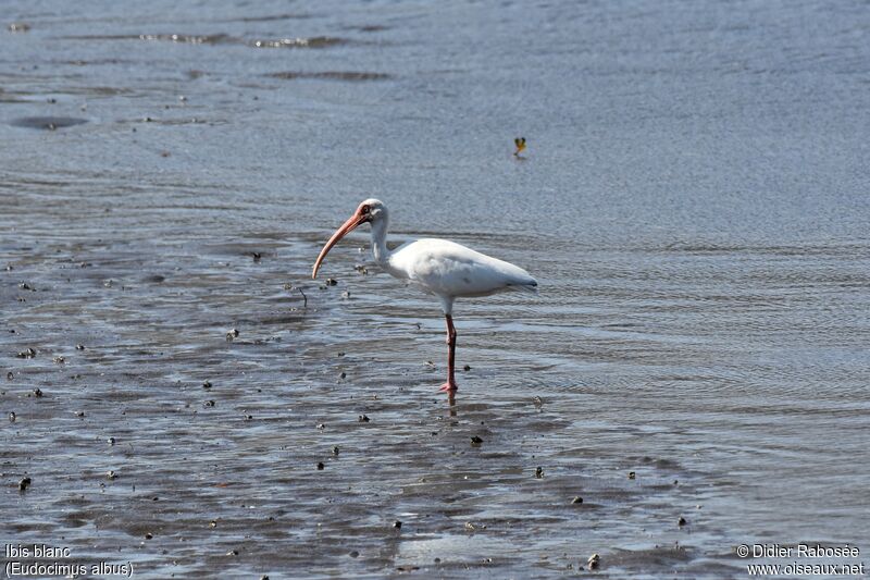 American White Ibis