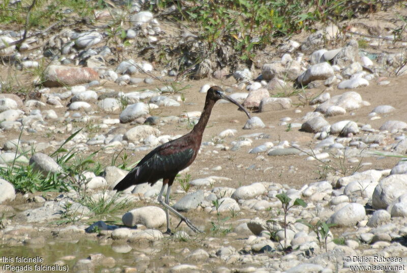 Ibis falcinelle