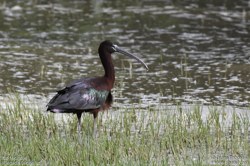 Ibis falcinelleadulte