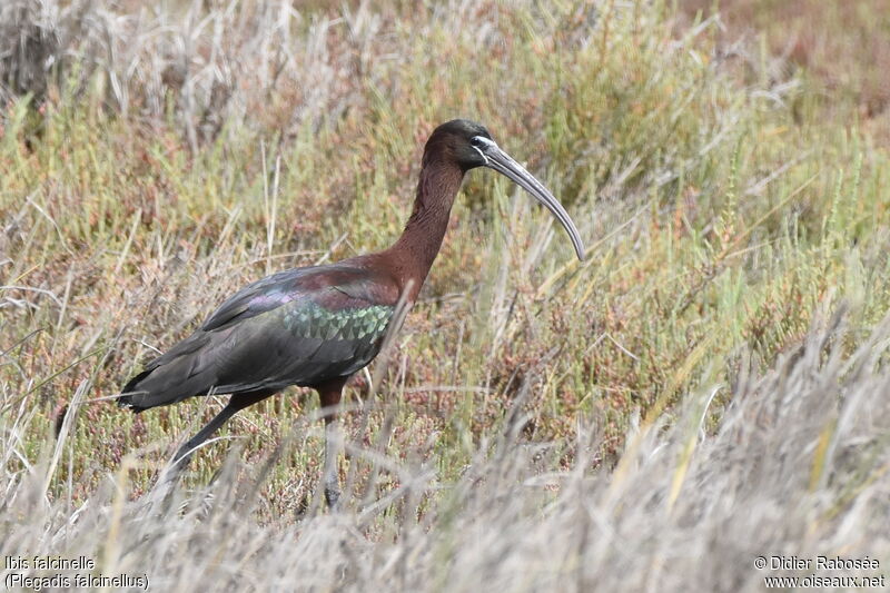 Ibis falcinelleadulte