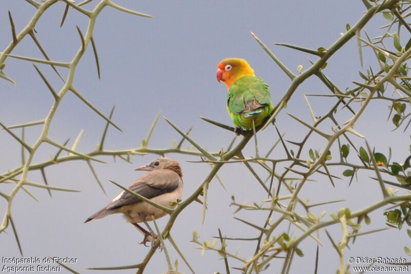 Fischer's Lovebird