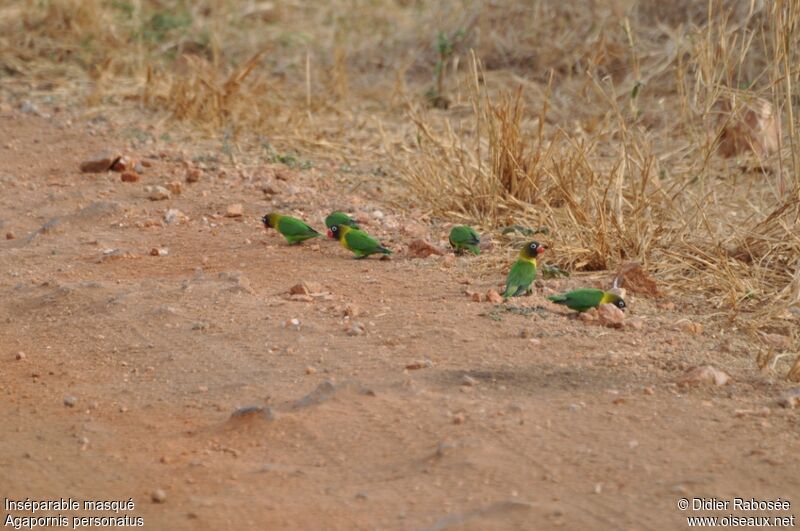 Yellow-collared Lovebird