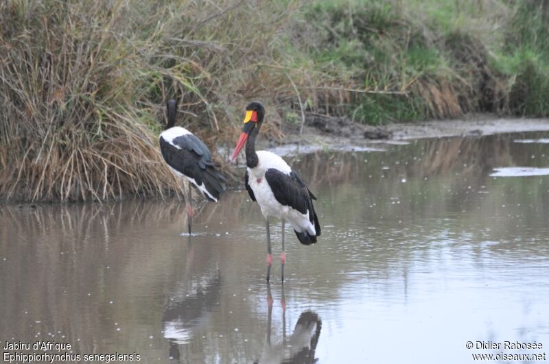 Saddle-billed Stork male adult