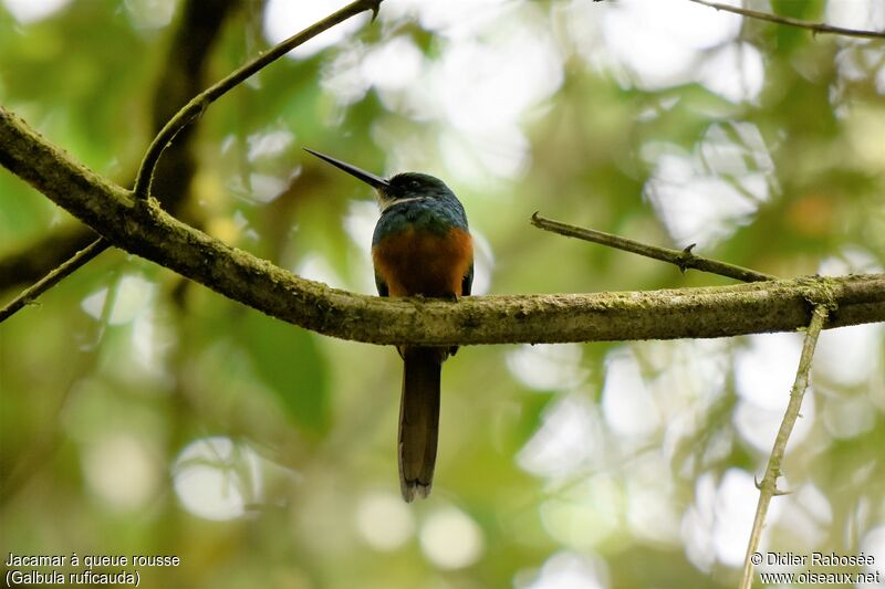 Jacamar à queue rousse