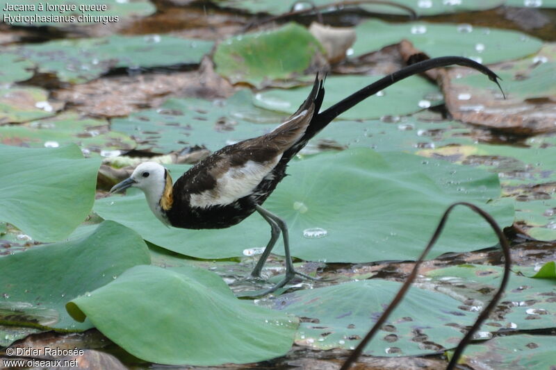 Jacana à longue queue