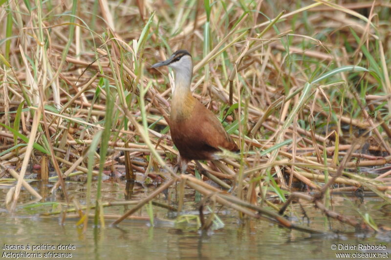 Jacana à poitrine dorée