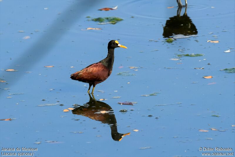 Jacana du Mexiqueadulte