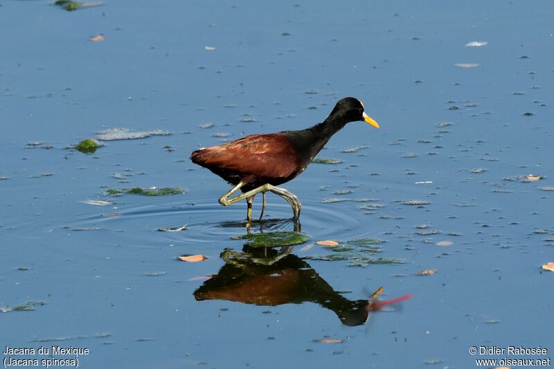 Jacana du Mexiqueadulte