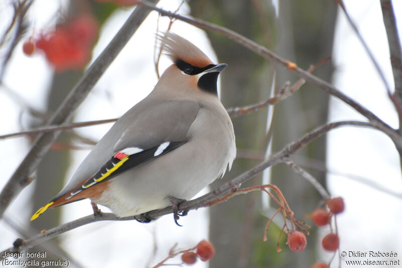 Bohemian Waxwing male adult