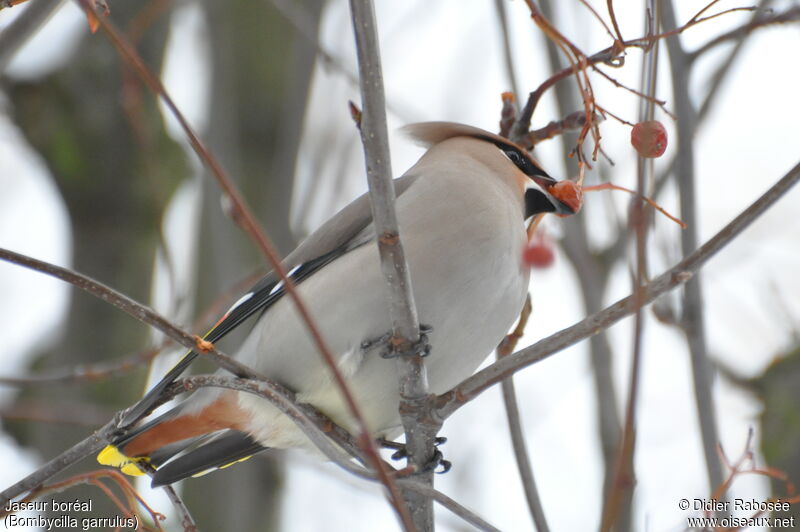 Bohemian Waxwing male adult, Behaviour