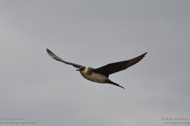 Parasitic Jaegeradult, Flight