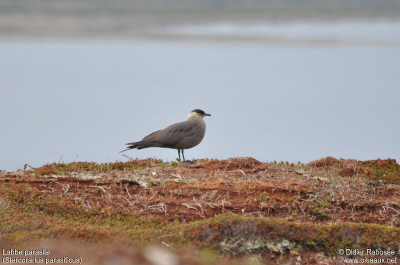 Parasitic Jaegeradult