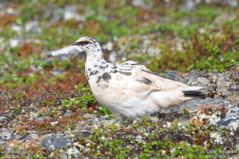 Rock Ptarmigan