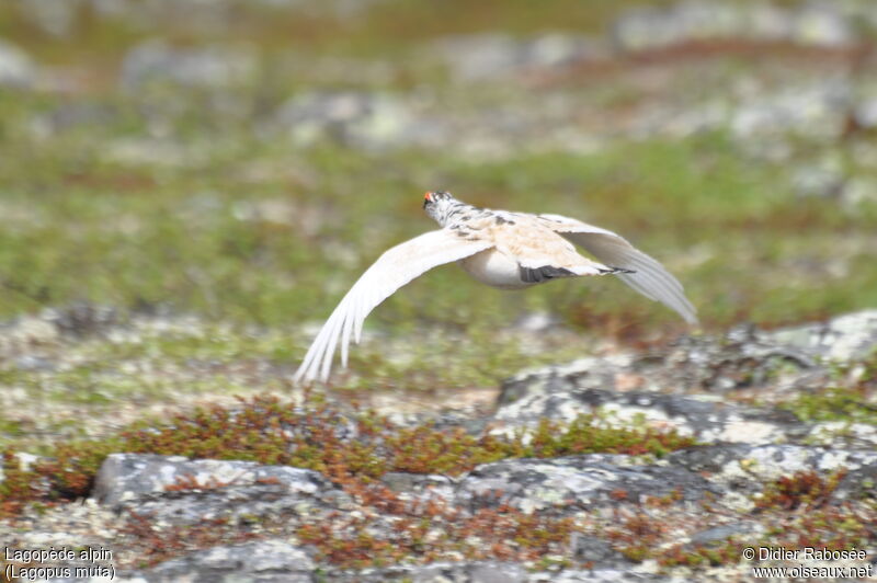 Rock Ptarmiganadult, Flight