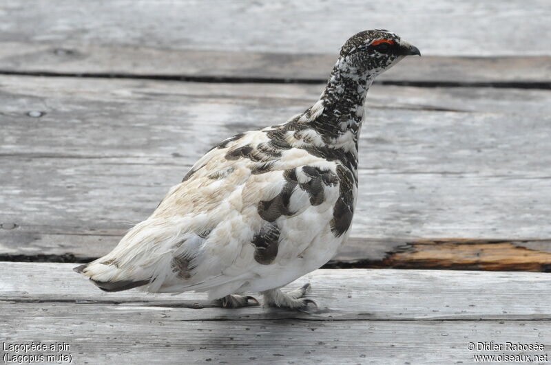 Lagopède alpinadulte, Comportement