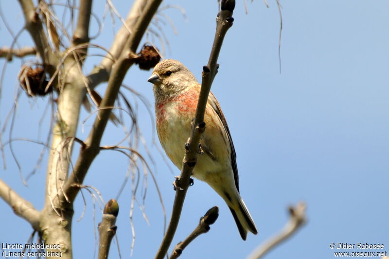 Common Linnet