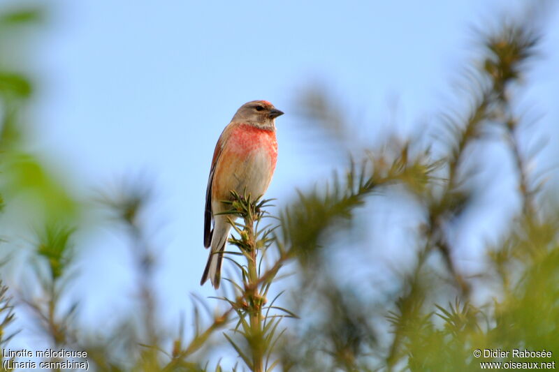 Common Linnet male adult