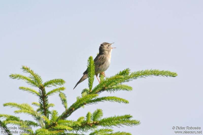 Locustelle tachetée, chant