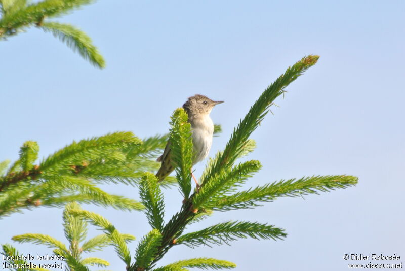 Common Grasshopper Warbler male