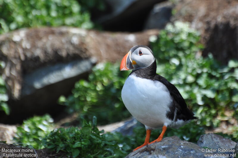 Atlantic Puffinadult breeding