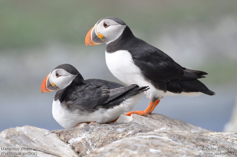 Atlantic Puffinadult breeding