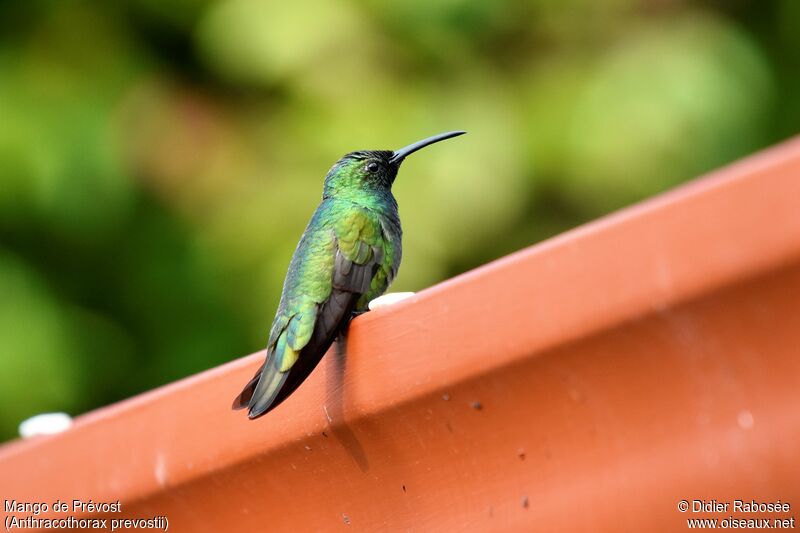 Green-breasted Mango male