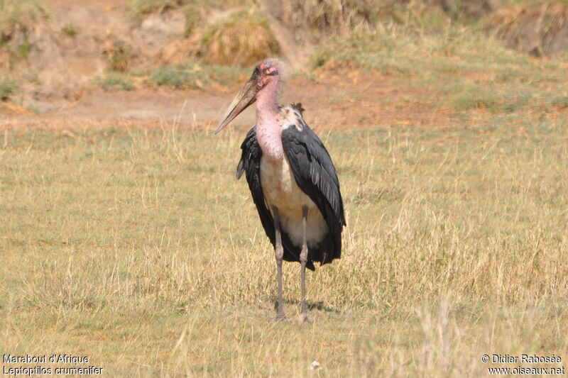 Marabou Storkadult