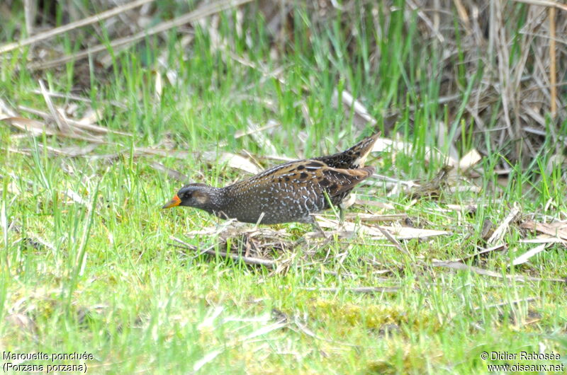 Spotted Crake