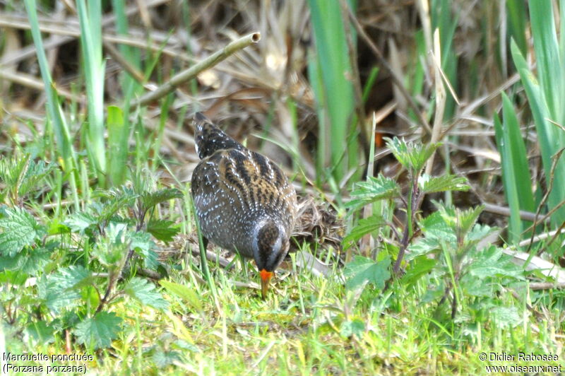 Spotted Crake