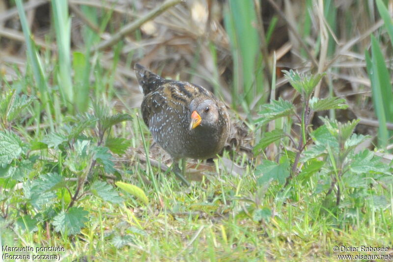 Spotted Crake