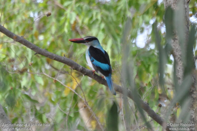 Blue-breasted Kingfisher