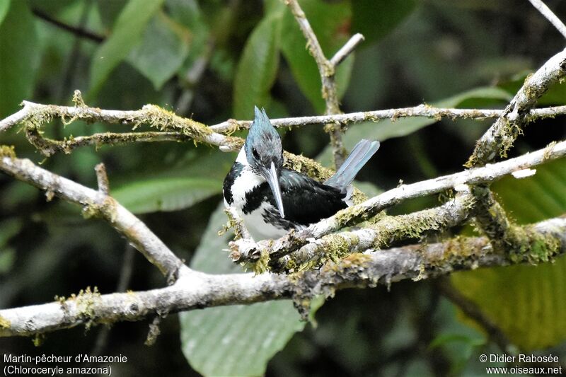 Amazon Kingfisher female