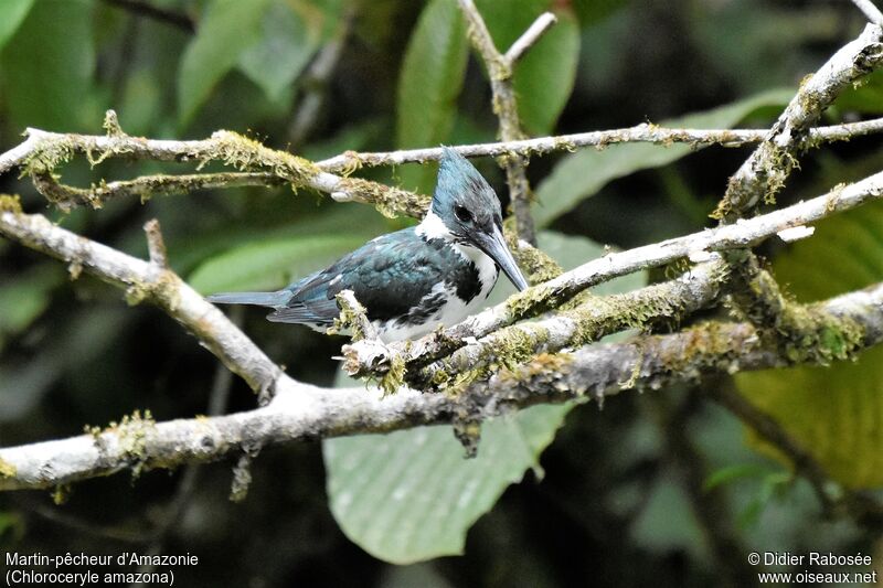 Amazon Kingfisher female