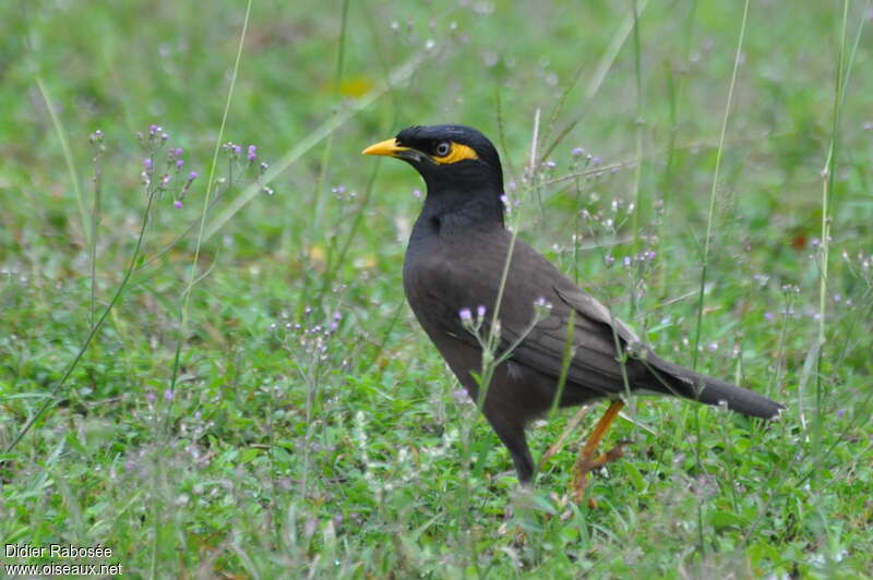 Common Myna, identification