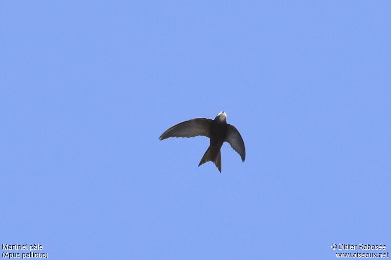 Pallid Swiftadult, identification