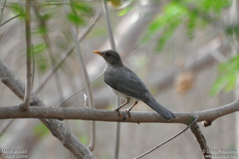 Merle africainadulte