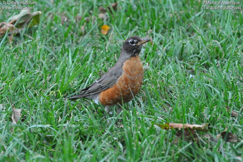 American Robin male