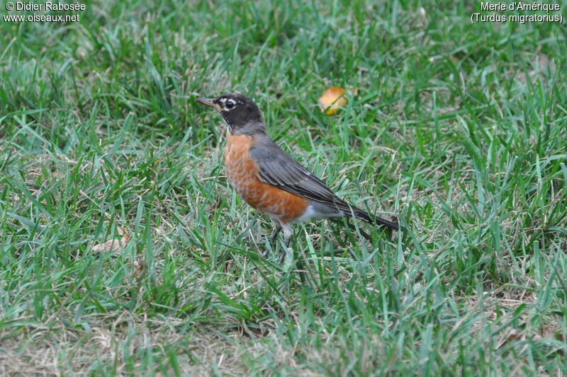 American Robin male