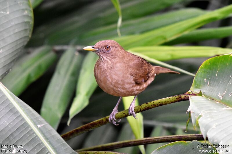 Clay-colored Thrush