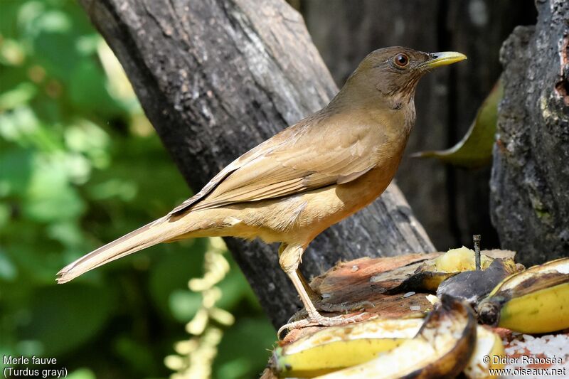 Clay-colored Thrush