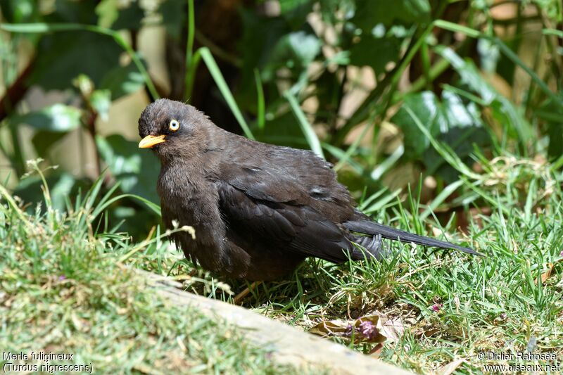 Sooty Thrush, care